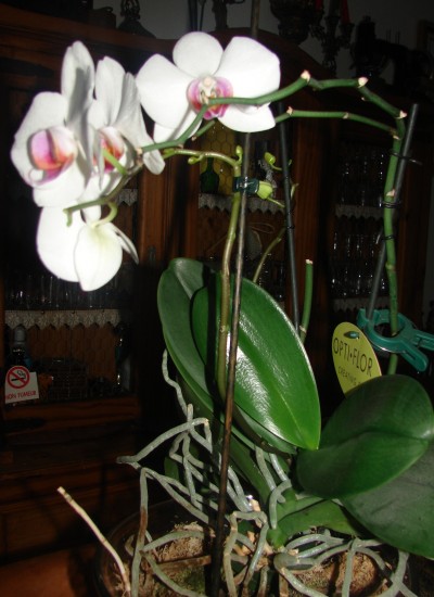 orchidee_sylvie_fred_2.JPG