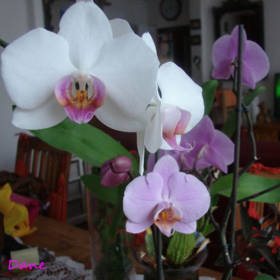 orchidee__5__2013.jpg